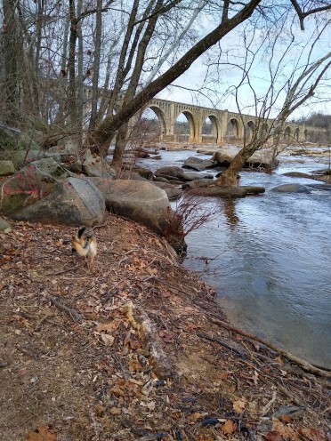 german shepherd dog walking along james river bank
